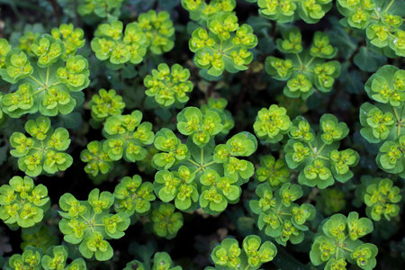 Top view of plantsの写真素材
