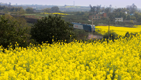 Train moving pass a field
