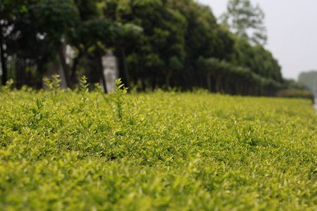 Field of tea plantsの写真素材