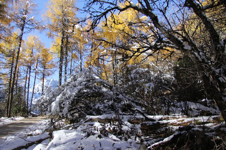 Trees in autumnの写真素材
