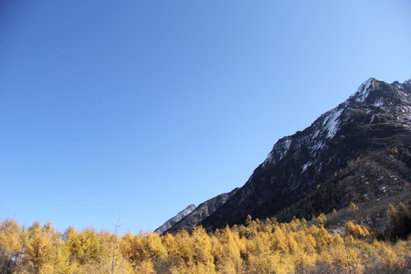 Reed grassの写真素材
