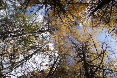 Towering treesの写真素材