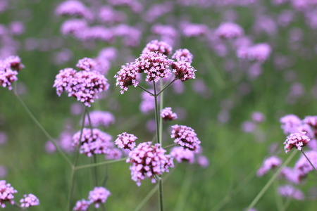Lavenderの写真素材
