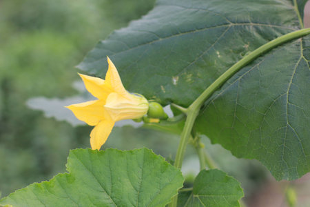 Close up of a yellow flowerの写真素材