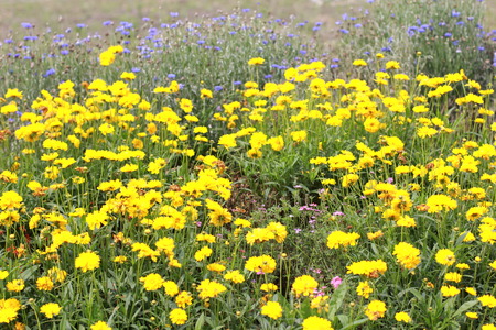 Small yellow flowersの写真素材