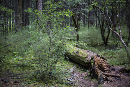The green landscape