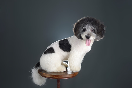 puppy sitting on a stoolの写真素材