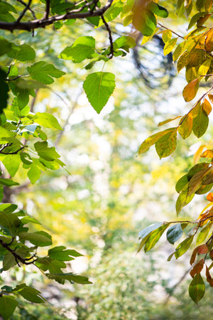 In the golden autumn, the blurred background shot with leaves as the material, let designers in need...