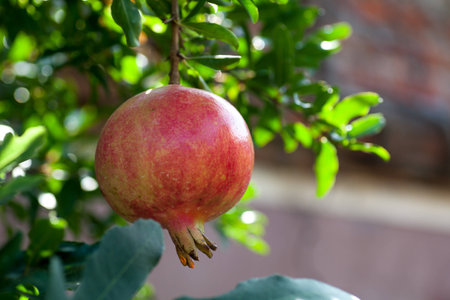 Pomegranateの写真素材