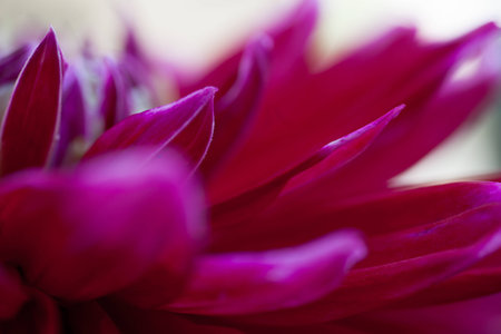 Red flowers の写真素材