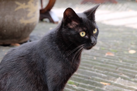 Black Catの写真素材