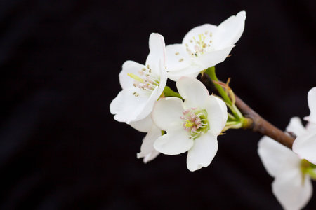 Close up to some peach blossom flower on dark backgroundの写真素材