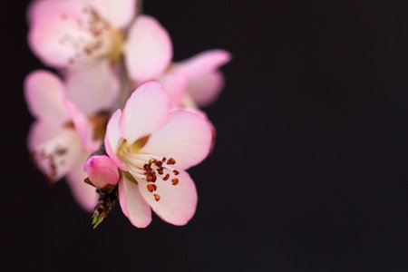 Close up to Black Mountain peach