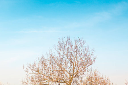 A tree under the clear blue skyの写真素材