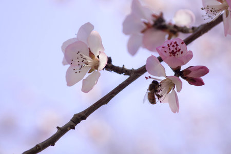 close up to mountain peach flowerの写真素材