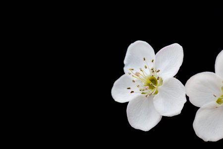 Close up to a pear flower on dark backgroundの写真素材