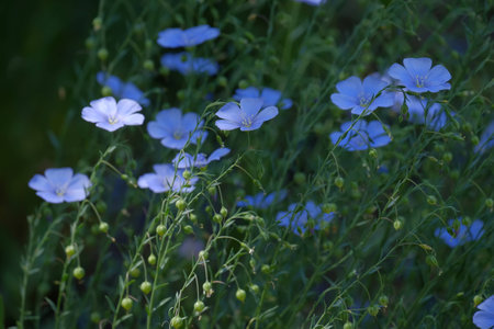 Purple flowerの写真素材