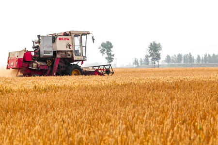 Harvest wheatのeditorial素材