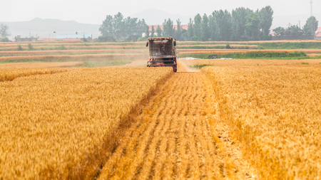 Harvest wheatのeditorial素材