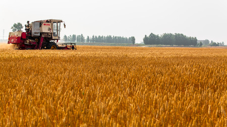Harvest wheatのeditorial素材