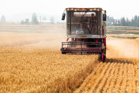 Harvest wheatのeditorial素材