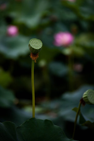 Lotus seedの写真素材