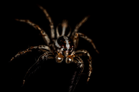 Little Jumper