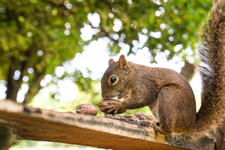 Squirrel eating nuts