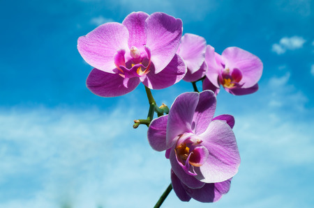 Violet Orchidsの写真素材