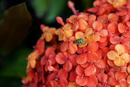 Green Lady on red flowersの写真素材