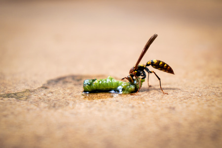Hungry Dangerの写真素材
