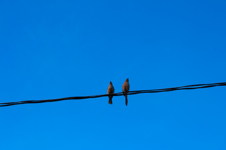 Two Little Birds on cableの写真素材