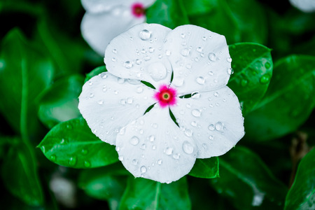 White Vincaの写真素材