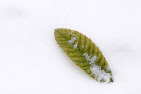 concepts, models, leaves, close-up,の写真素材