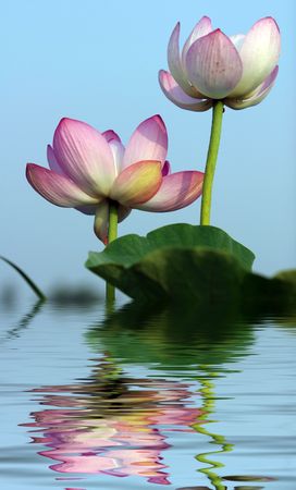 summer, plant,の写真素材