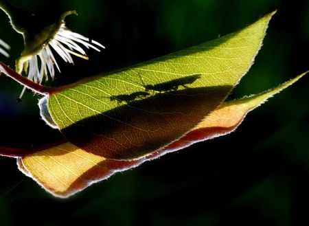 leaves, insects, silhouette, macro の写真素材