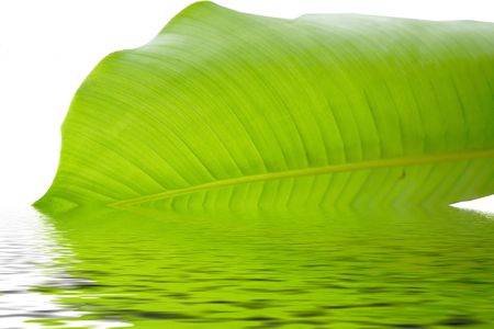 nature, leaves , leavesの写真素材