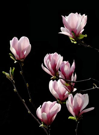 flowers, plants,の写真素材