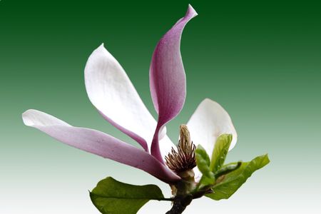 flowers, plants,の写真素材
