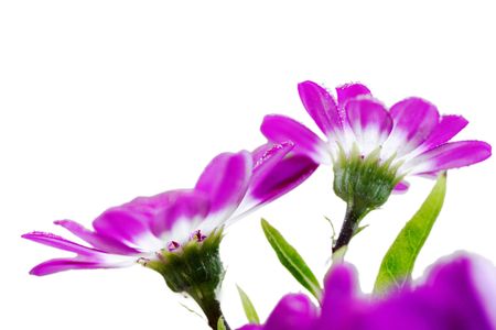 plants, South African daisy の写真素材