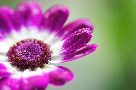 plants, South African daisy ,の写真素材