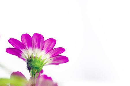 plants, South African daisy ,