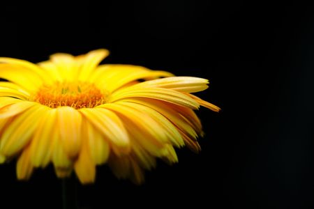 South,African,daisyの写真素材