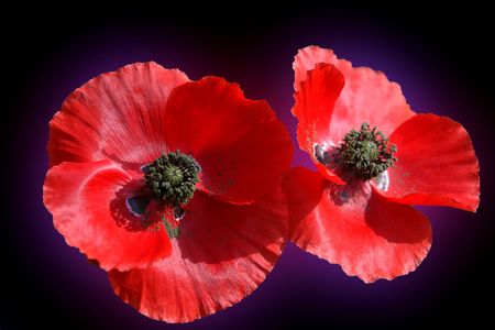  Poppy, plants, flowersの写真素材