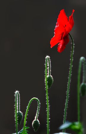  Poppy, plants, flowersの写真素材