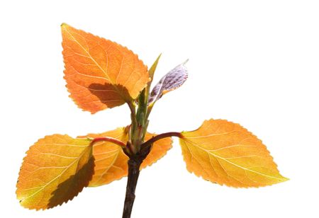plants, leaves,の写真素材