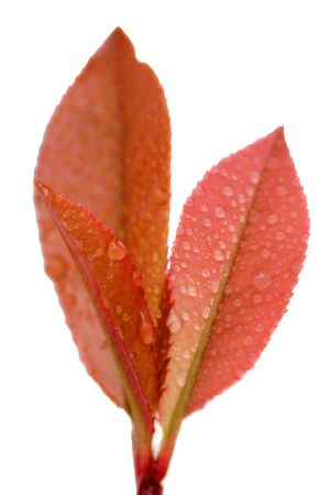 plants, leaves,の写真素材