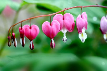 Plants, flowers, の写真素材