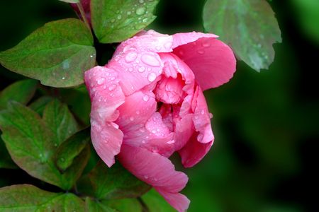 Plants, flowers,の写真素材