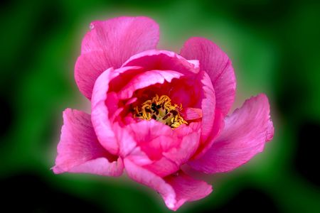 Plants, flowers,の写真素材